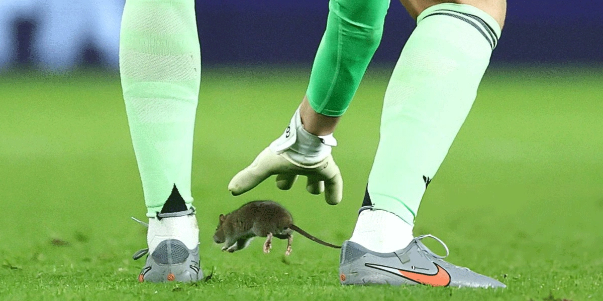 Insiden-Tikus-di-Cardiff-Wales-Tumbang-4-2-dari-Belgia